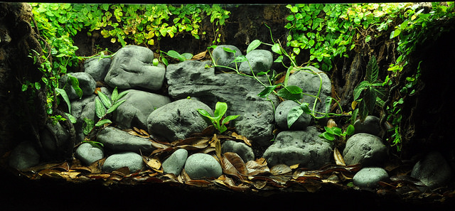 Idée terrarium - Page 14 15397510