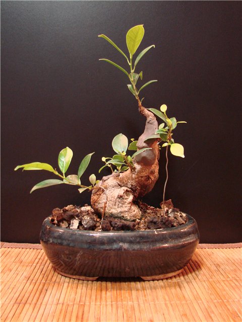 Ficus. Stage-by-stage formation. Ndd213