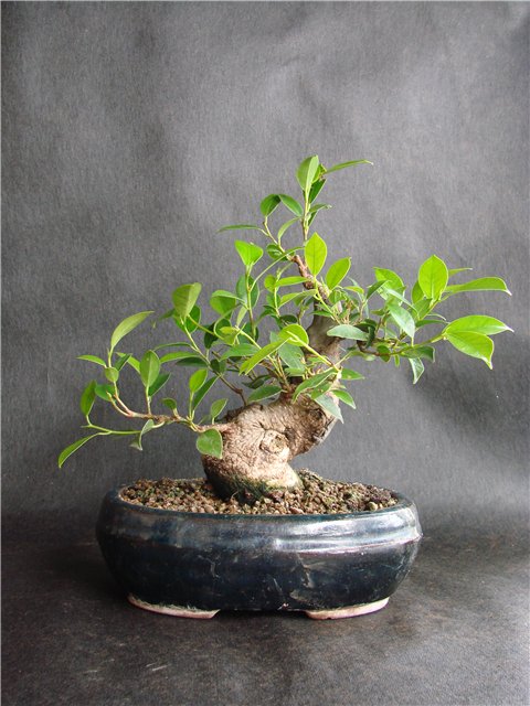Ficus. Stage-by-stage formation. Ndd3310
