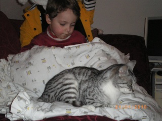 Brume-Nuage, jeune chatte grise tigrée, très originale, environ 9 mois en janvier 2010 - Page 2 Imgp2711