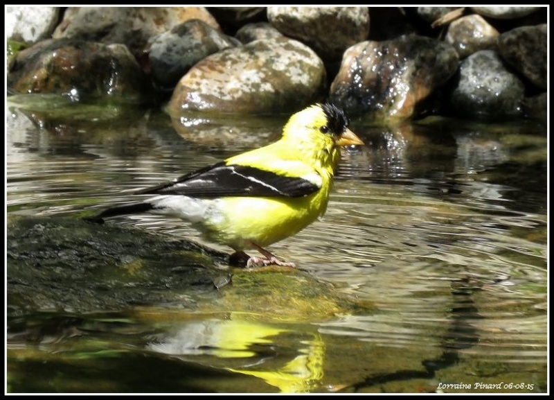 Chardonneret au bain 06-08-10