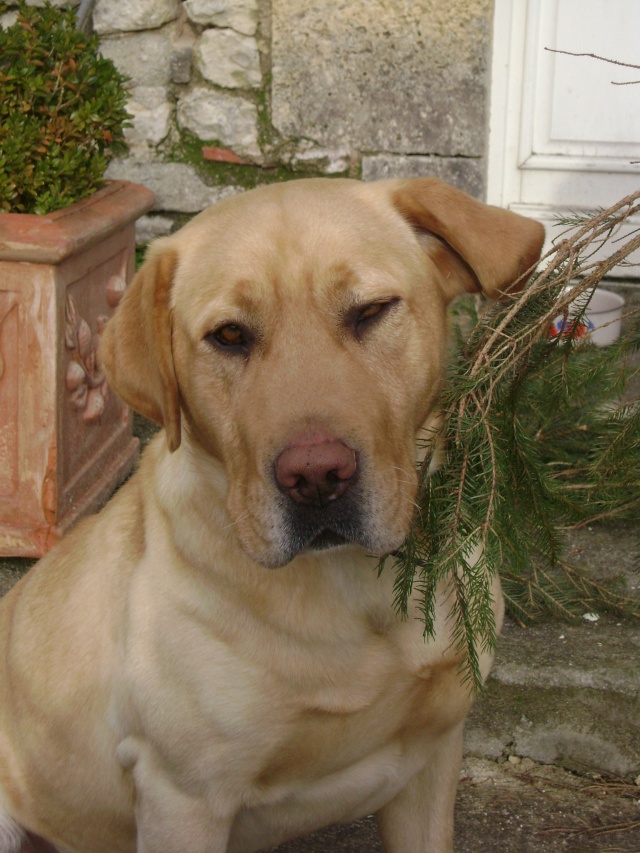 SHUMY adorable labrador sable 3 an 1/2 (dpt16) Dsc02014