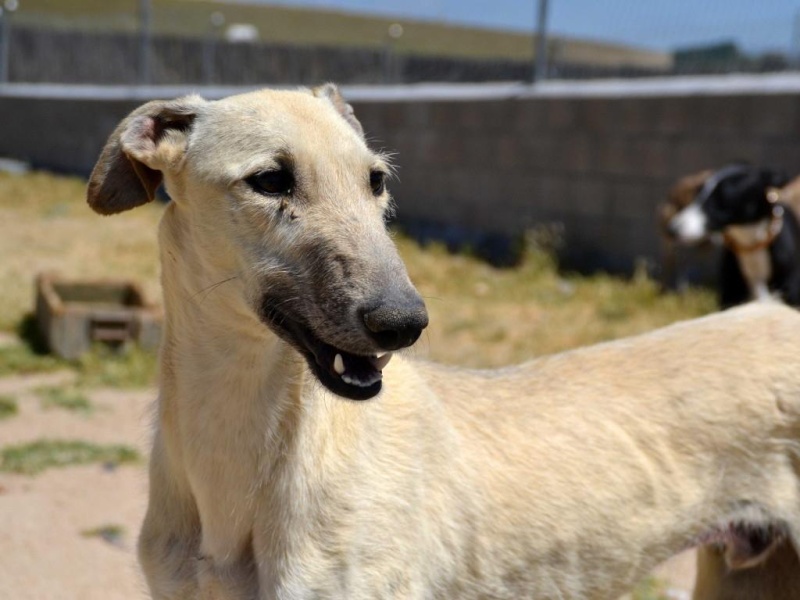 Michelangelo, magnifique garçon qui n' a pas 1 an Scooby France  Adopté  10535610