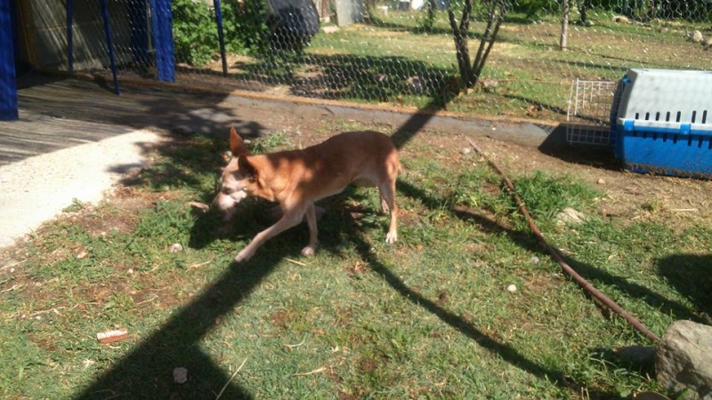 Laïka,petite chihuahua 12 ans, prise en charge par Scooby France. 11836610