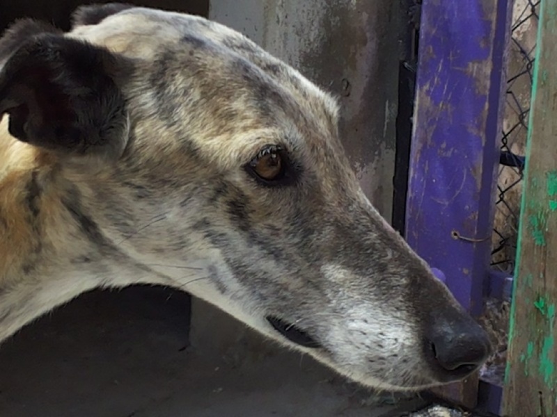 Capone, galgo bringé, 6 ans scooby france Adopté Barbie11