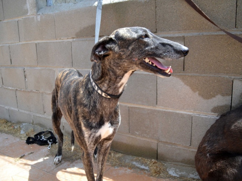 Madrilena, galga bringée de petite taille, 4 ans.Scooby France Adoptée  Dsc_0129