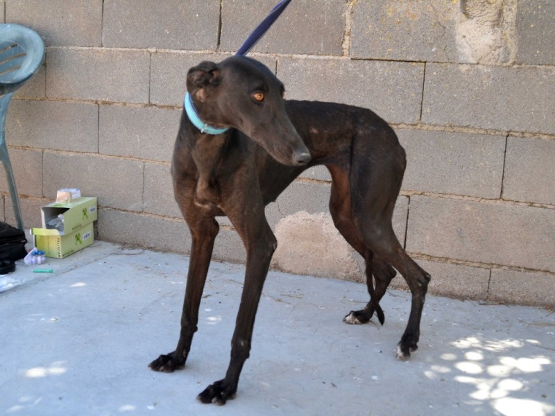 Cayetana, galga noire de petite taille, 18 mois scooby France Adoptée Dsc_0156