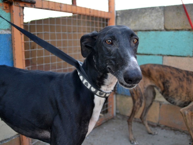 Shakira,galga noire, 4 ans Scooby France / Adoptée Dsc_0181
