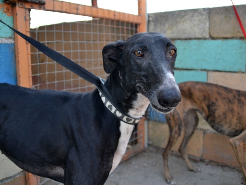 Shakira,galga noire, 4 ans Scooby France /  Adoptée  Dsc_0181