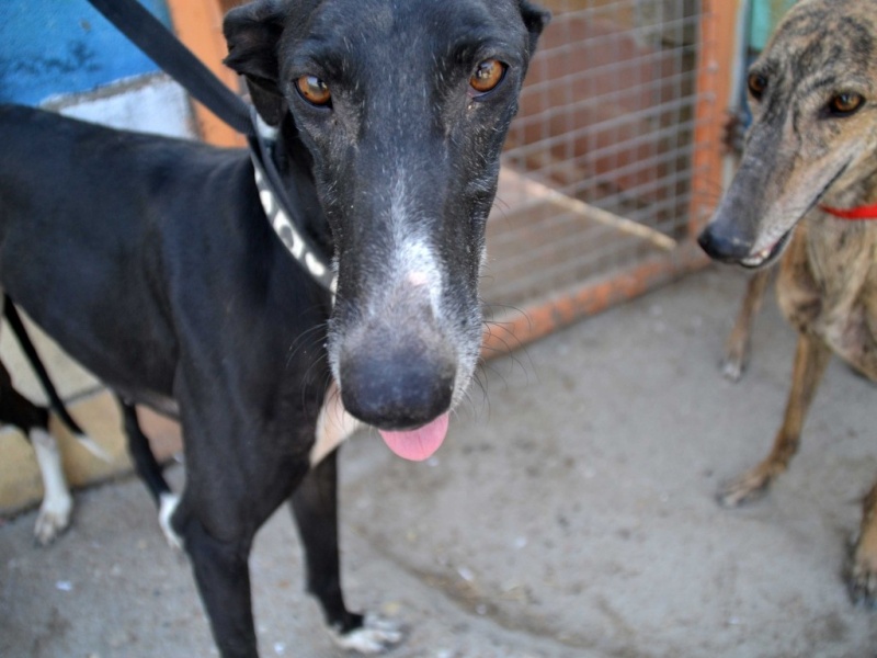Shakira,galga noire, 4 ans Scooby France / Adoptée Dsc_0183