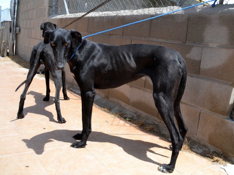 Perla, galga noire, 1 an 1/2  Scooby France Adoptée  Dsc_0223