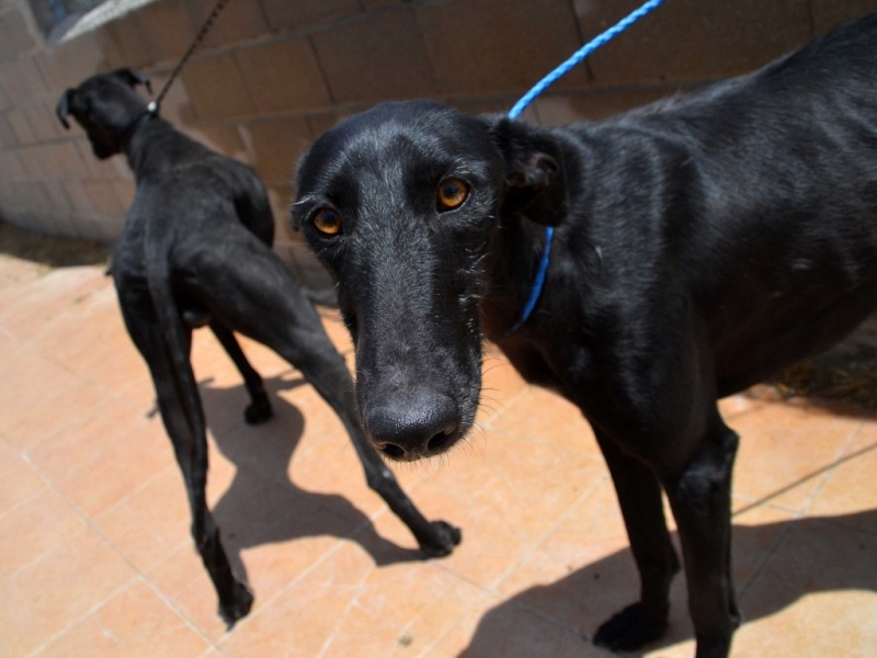 Perla, galga noire, 1 an 1/2  Scooby France Adoptée  Dsc_0224