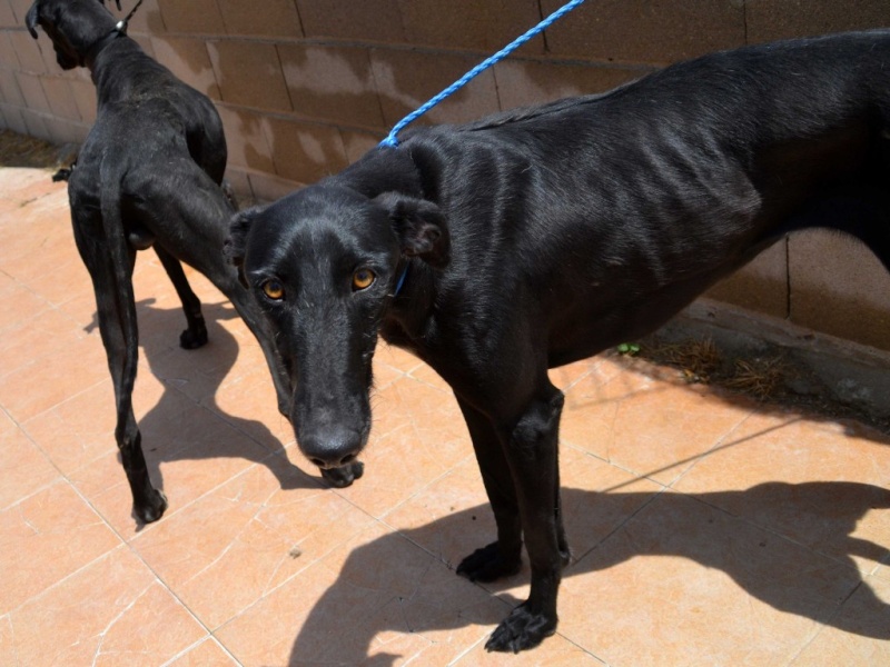 Perla, galga noire, 1 an 1/2 Scooby France Adoptée Dsc_0227