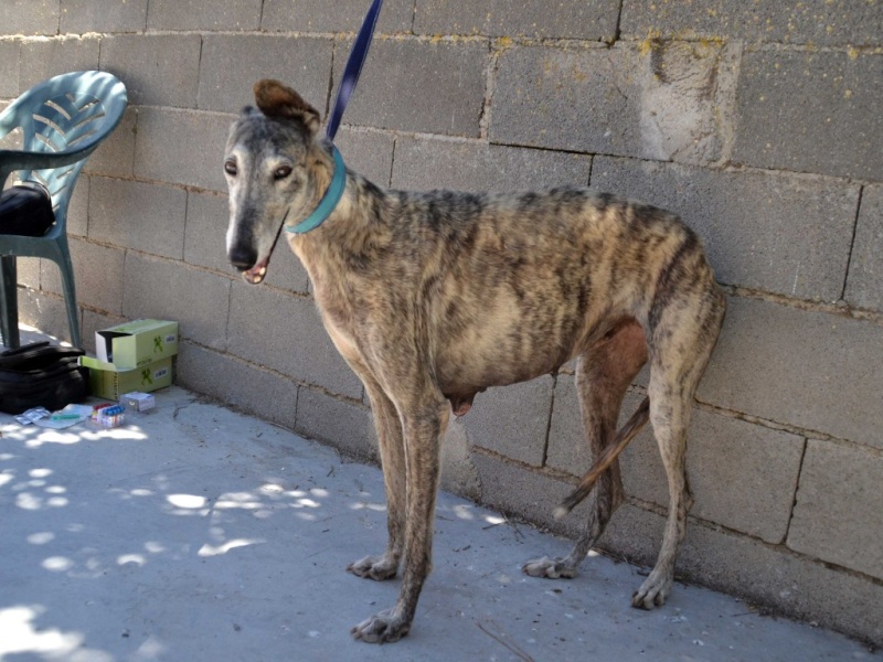 Matilda ( Linda) , galga bringée grise , 9 ans Scooby France Adoptée Dsc_0349
