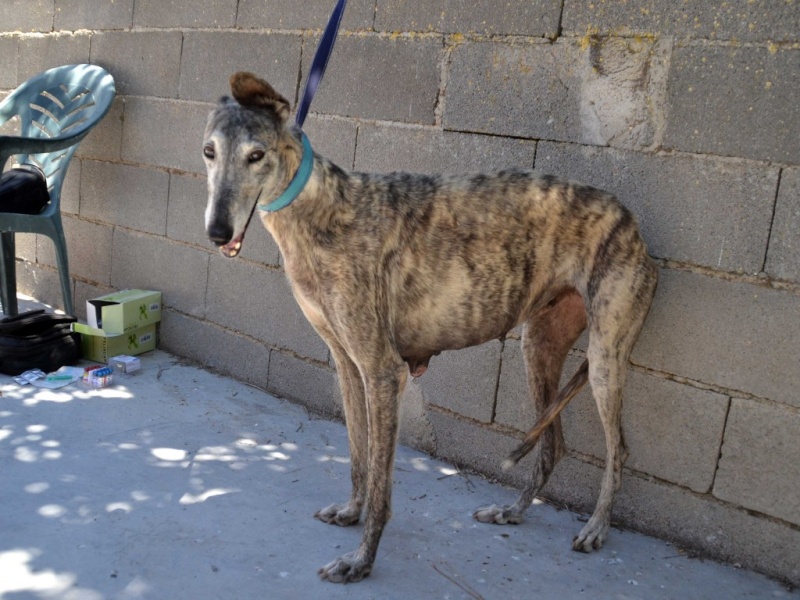 Matilda ( Linda) , galga bringée grise , 9 ans Scooby France Adoptée  Dsc_0349