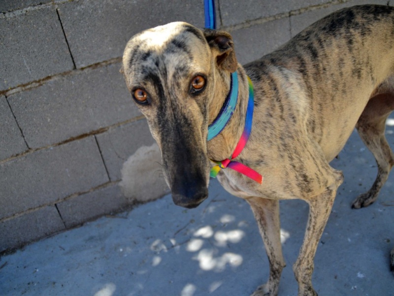 Perla, galga noire, 1 an 1/2 Scooby France Adoptée - Page 3 Dsc_0370