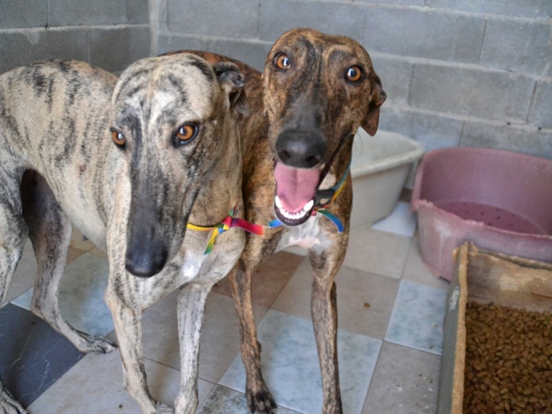 Perla, galga noire, 1 an 1/2 Scooby France Adoptée - Page 3 Dsc_0372