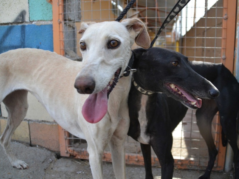 Marlena, galga blanche, 4 ans Scooby France Adoptée Dsc_0385