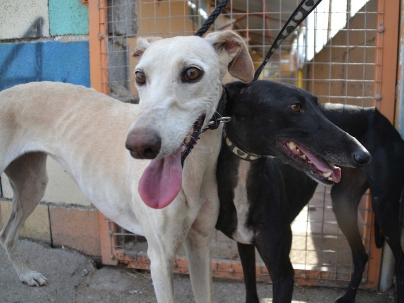 Marlena, galga blanche, 4 ans Scooby France Adoptée  Dsc_0385