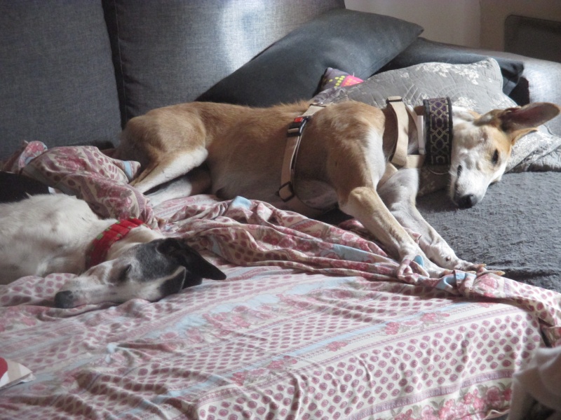 Coral, galga grande taille blanche et noire, 5 ans Scooby France Adoptée Img_0611