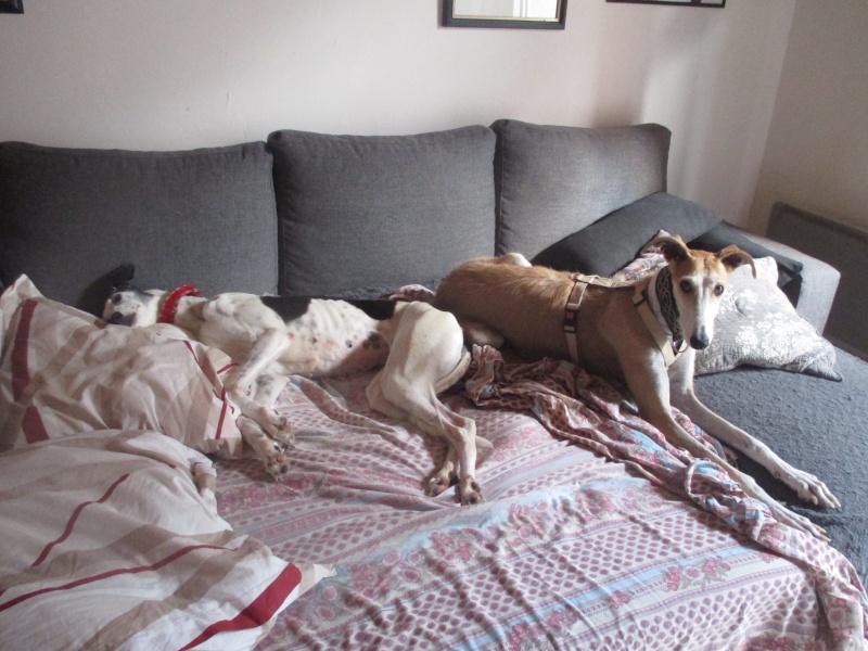 Coral, galga grande taille blanche et noire, 5 ans Scooby France Adoptée Img_0612