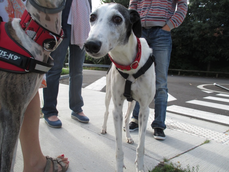 Coral, galga grande taille blanche et noire, 5 ans Scooby France Adoptée - Page 2 Img_0713