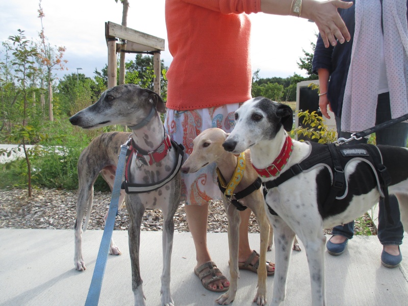 Coral, galga grande taille blanche et noire, 5 ans Scooby France Adoptée - Page 2 Img_0714