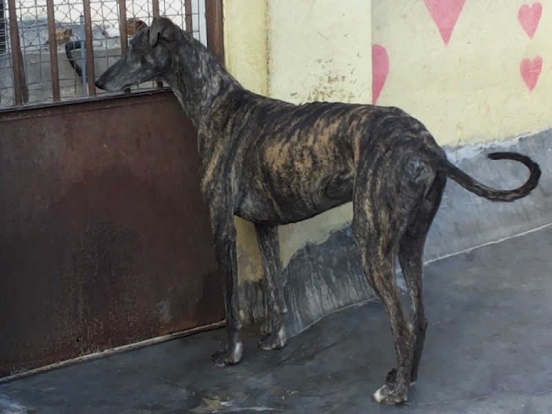 Mortadello, grand galgo bringé foncé Scooby France décédé Jules_16