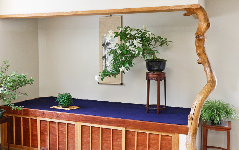 SUMMER BONSAI DISPLAY Hydran10