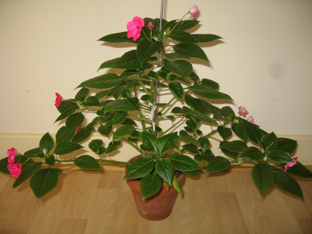 Impatiens walleriana espèce type dite Goutte-de-sang ou Marie-Louise Impati10