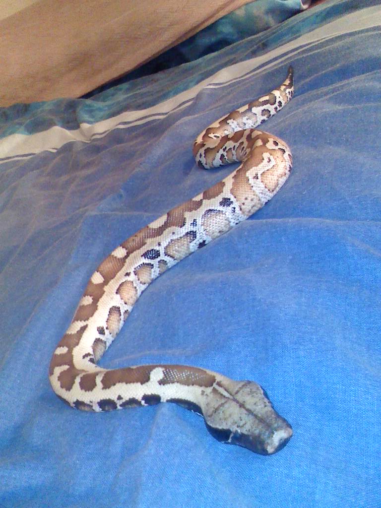 voici House mon python brongersmai House_14