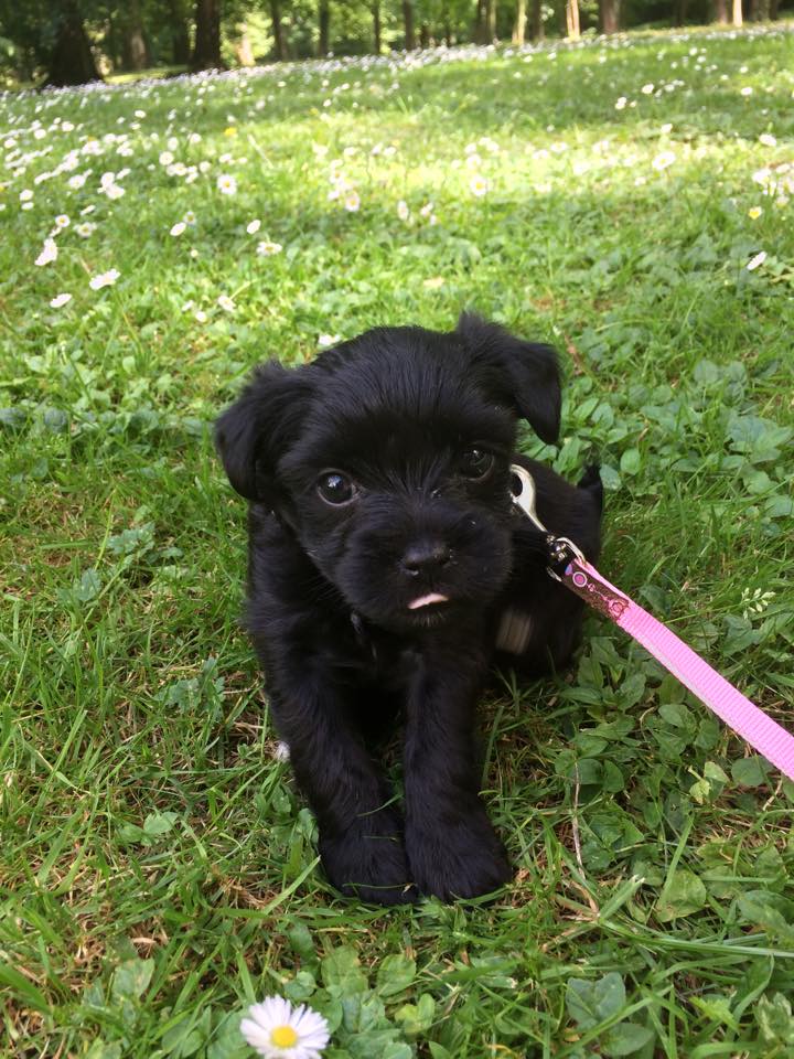 LOTUS et LEON, chiots croisés adoptable à partir du 6 juillet 2015 11311810