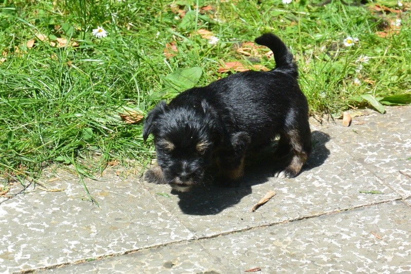 LOTUS et LEON, chiots croisés adoptable à partir du 6 juillet 2015 Dsc_5116