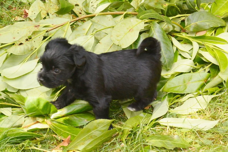 LOTUS et LEON, chiots croisés adoptable à partir du 6 juillet 2015 Dsc_5119