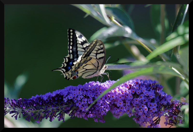 Machaon, enfin dans la boite Img_5811