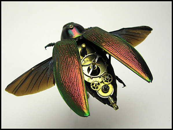 Jeudi 11 juin 2015 Insect10