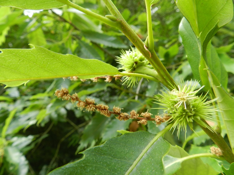 Dimanche 12 juillet 2015 en fleurs de châtaigniers Vauvyr30