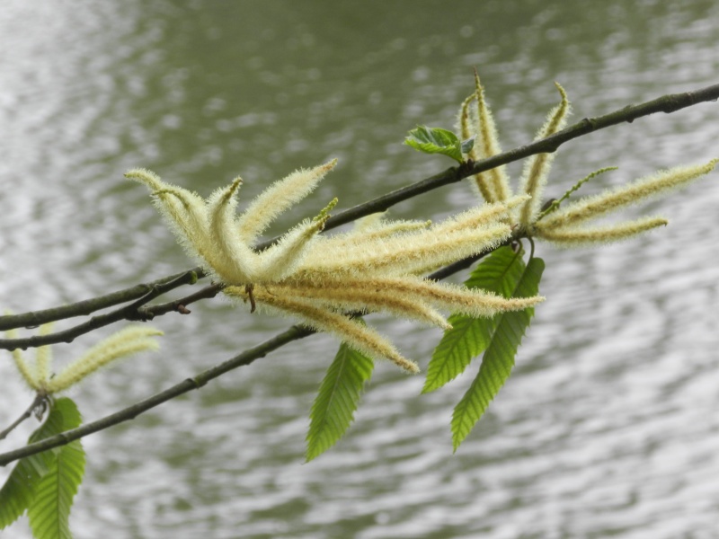 Dimanche 12 juillet 2015 en fleurs de châtaigniers Vauvyr32