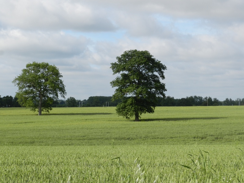 Mardi 28 juillet 2015, en deuil des arbres Vauvyr68