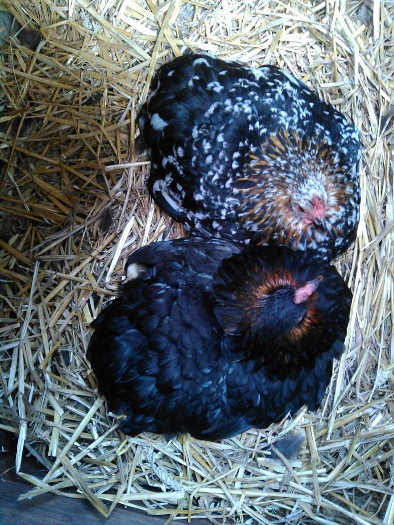 poussins pekin Naissa10