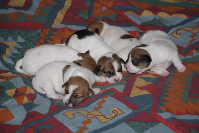 cuccioli - 5 bei cuccioli di una sorella di mya Dpp_0010