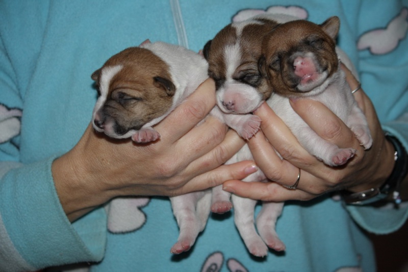 cuccioli - 5 bei cuccioli di una sorella di mya - Pagina 2 Dpp_0013