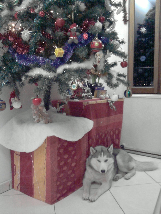 Sapin de noel, loups et cadeaux Photo_22