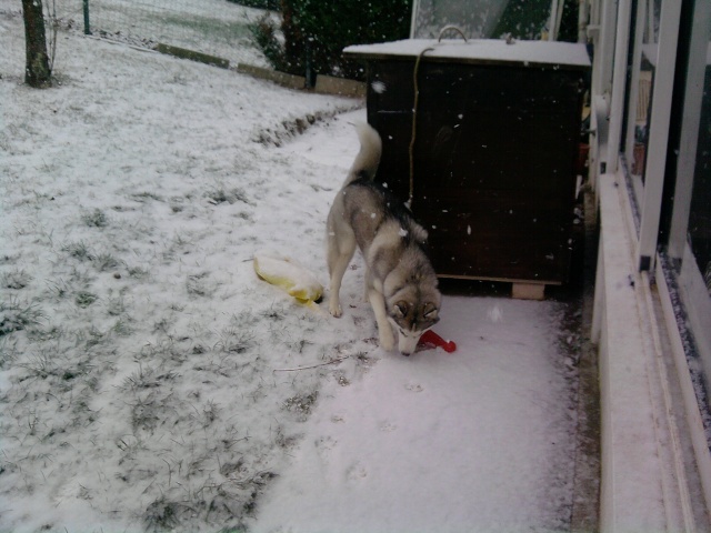 les premieres neige de nos loup Photo_28