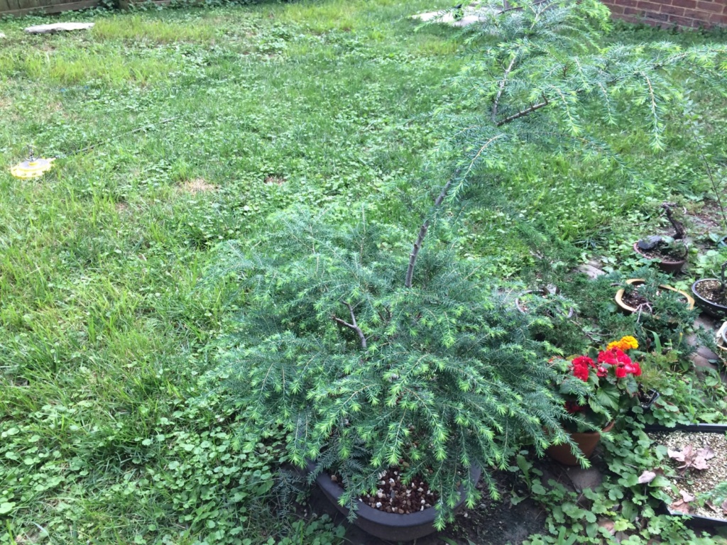 Tsuga, hemlock or "extending growth," type, clip and grow strategies? - Page 2 Before10