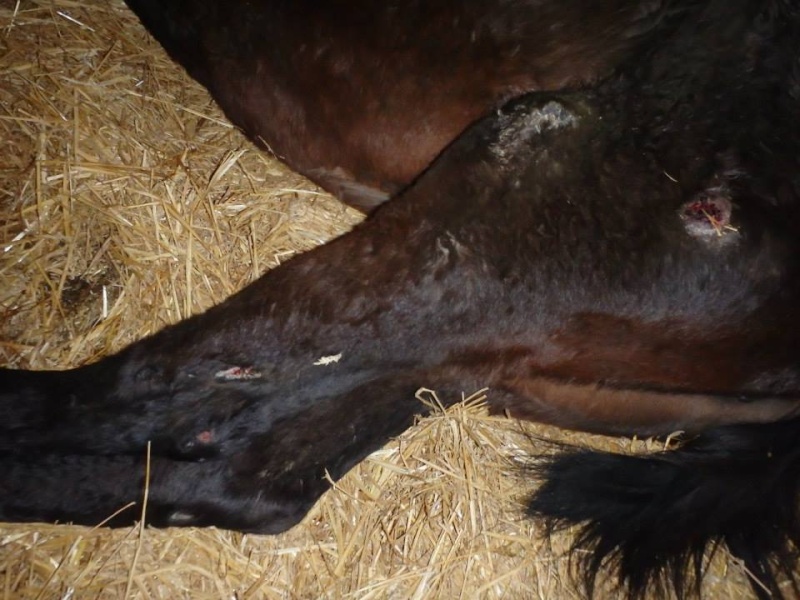 CARMA et MIRA : 2 juments torturées, qui ont besoin de vous ! 10933810