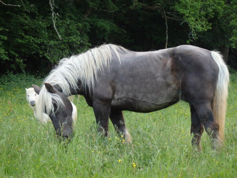 ELODYE - Cheval de trait née en 1992 - adoptée en octobre 2017 par Muriel Elodye10