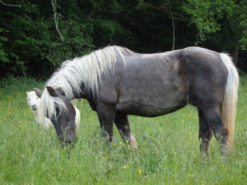 ELODYE - Cheval de trait née en 1992 - adoptée en octobre 2017 par Muriel  Elodye10