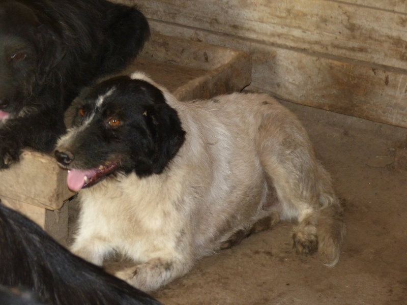 ZIGGY, né 2013, 22 kg - timide (BELLA) Pris en charge Association GALIA  Ziggy10