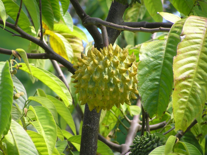Les fruits peu connus que l'on mange en Nouvelle Calédonie.  P6060110